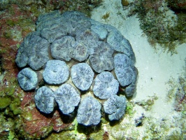 088 Spiny Flower Coral IMG 5911